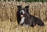 BORDER COLLIE 1082